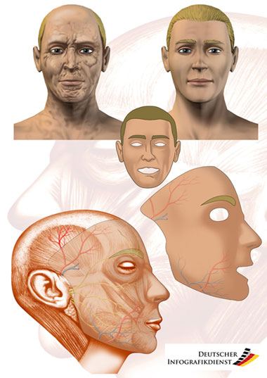 Gesichtstransplantation (Illustration Deutscher Infografikdienst)