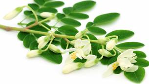 Wunderpflanze Moringa