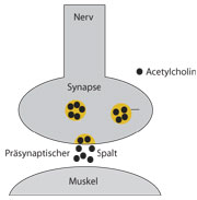 Botox: Ungestörte Sekretion von Acetylcholin in der präsynaptischen Spalt