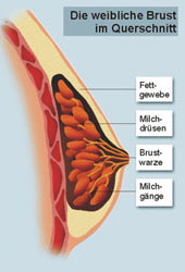 weibliche Brust im Querschnitt