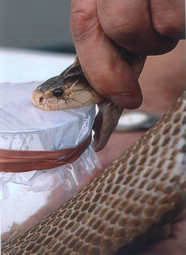 Schlangengifttherapie